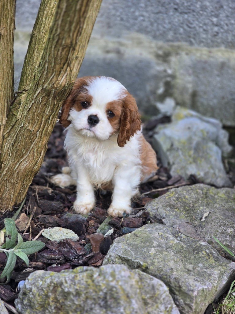 L’Espion Royal - Chiots disponibles - Cavalier King Charles Spaniel