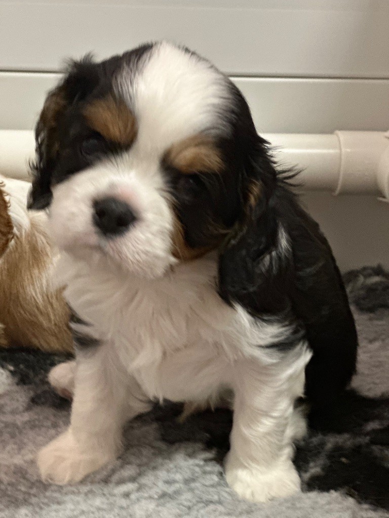 L’Espion Royal - Chiots disponibles - Cavalier King Charles Spaniel