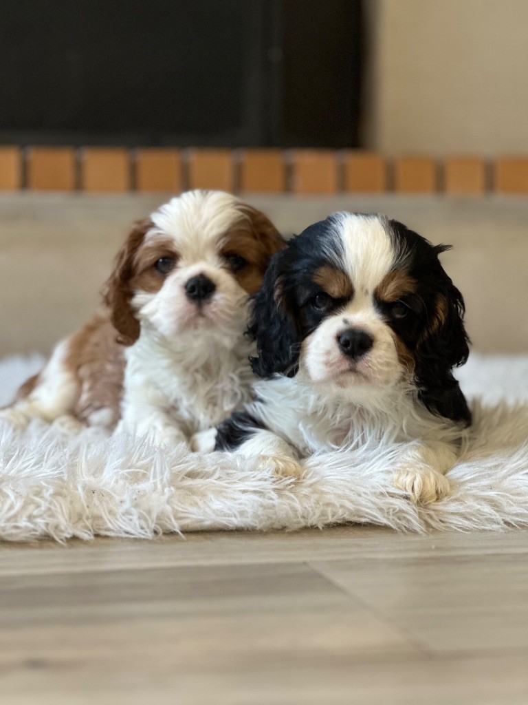 Chiot Cavalier King Charles Spaniel L’Espion Royal